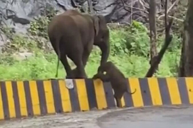 Die echte Mutter: Der Elefant gab ihrem Baby einen Rüssel zur Hilfe
