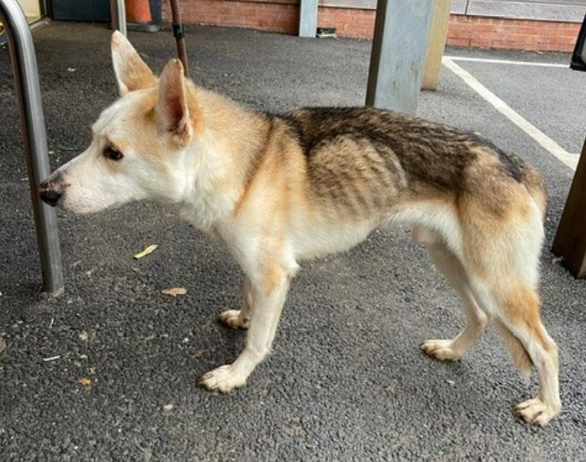 "Lange Trennung": Der Hund suchte acht Jahre lang sein Zuhause und als