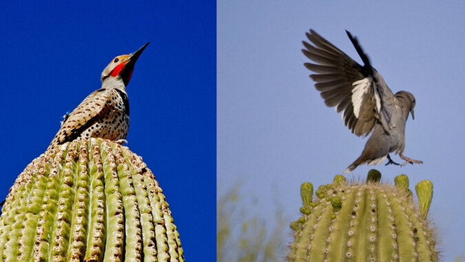 Der Saguaro-Kaktus und seine Bewohner. Quelle: travelask