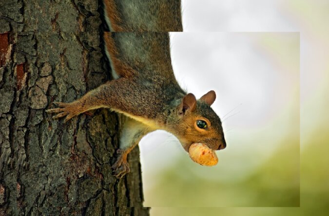 Eichhörnchen. Quelle: dailymail.co.uk