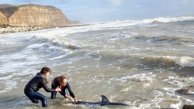 Die Rettung des Delphins. Quelle: focus.com