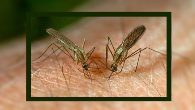 Mücken. Quelle: flickr