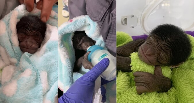 Ein Baby-Siamang namens Lucky. Quelle: dailymail.co.uk