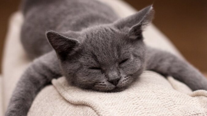 Schlafende Katze. Quelle: www. goodhouse.сom