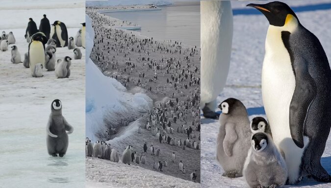 Die Pinguine. Quelle: dailymail.co.uk
