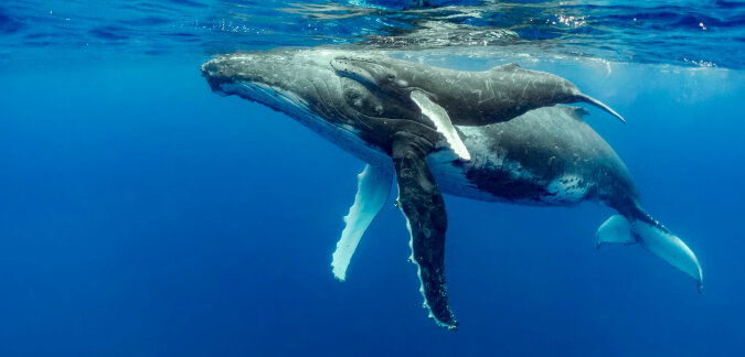 "Plötzliches Erscheinen": Ein Riesenwal schwamm in die Bucht, Wissenschaftler überlegen sich die Gründe