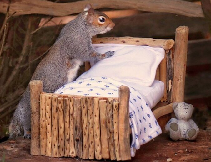 Als sich Eichhörnchen im Garten der Fotografin niederließen, machte sie ein echtes Häuschen mit Bettchen