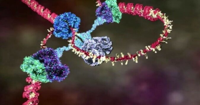 Der menschliche Körper: Die Funktionsweise von DNA wurde in der Animation gezeigt