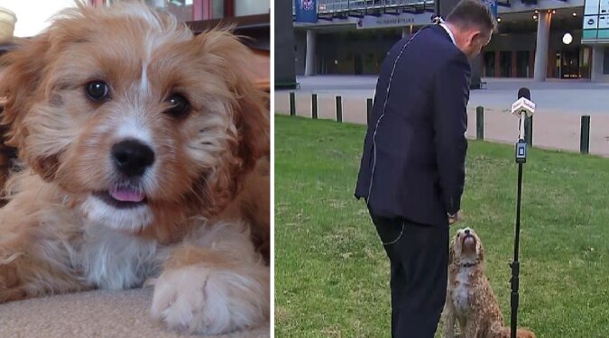 Archie der Cavoodle. Quelle: dailymail.co.uk