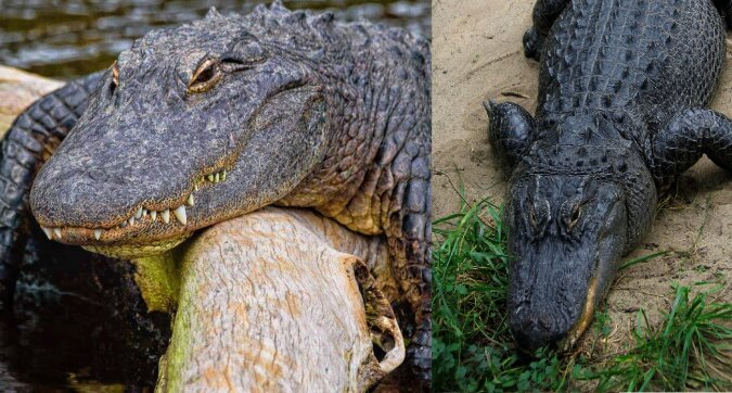 Alligator. Quelle: dailymail.co.uk