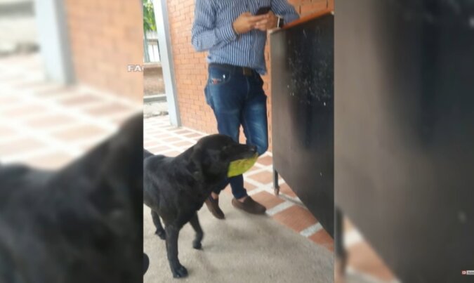 Ein genialer Hund kommt in den Studentenladen, um mit den gepflückten