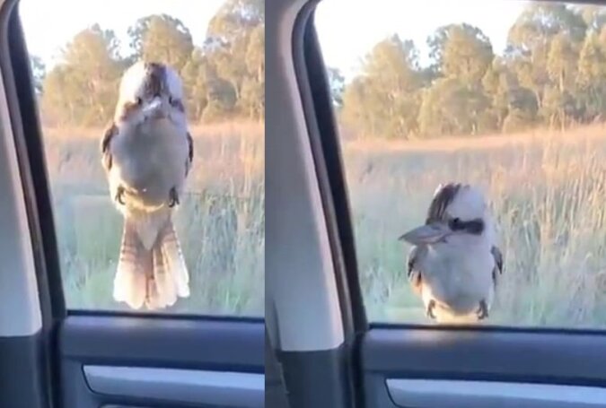 Ein hartnäckiger Kookaburra. Quelle: dailymail.co.uk