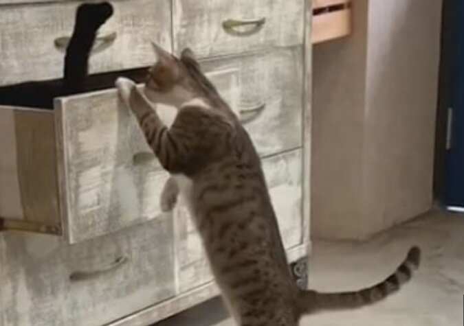 Wie eine Hooligan-Katze seine eigene Schwester gefangen hat