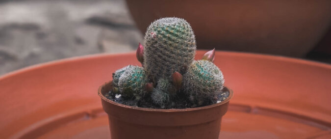 Kaktus. Quelle: Screenshot YouTube