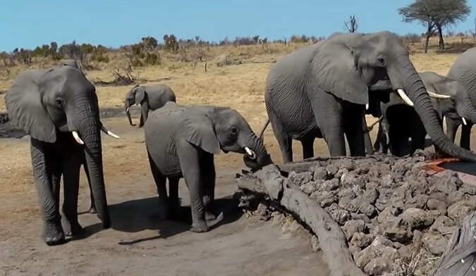 Elefanten. Quelle: Screenshot YouTube