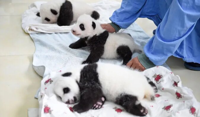 Süße Babys: Wie man sich um neugeborene Pandas kümmert