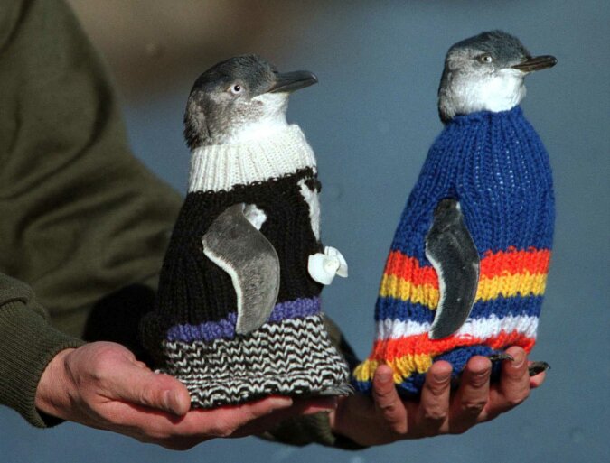 "Pullover mit Liebe": Tierschützer sammeln gestrickte Kleidung für Pinguine, um sie im Winter warm zu halten