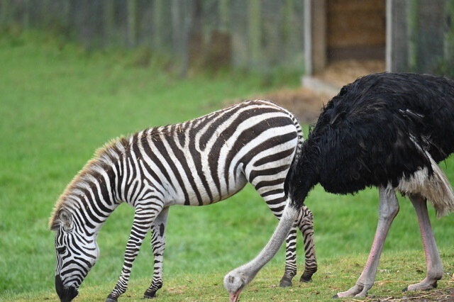 Der Strauß wurde in einen anderen Zoo verlegt, weil er dachte, dass er ein Zebra sei