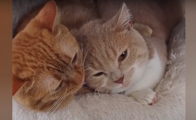 Katzenpaar. Quelle: YouTube Screenshot