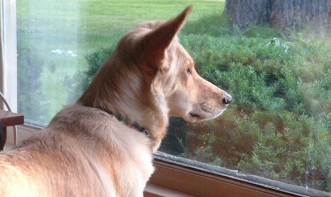 Der Hund schaute sechs Monate lang jeden Tag aus dem Fenster und verhielt sich seltsam