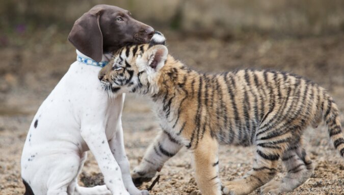 Ein Welpe und ein Tigerbaby lieben es, miteinander zu spielen. Quelle: www. laykni.com