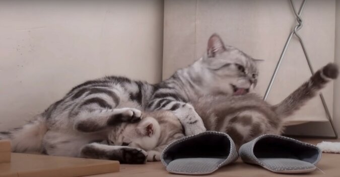 Katze und Kätzchen. Quelle: Screenshot YouTube