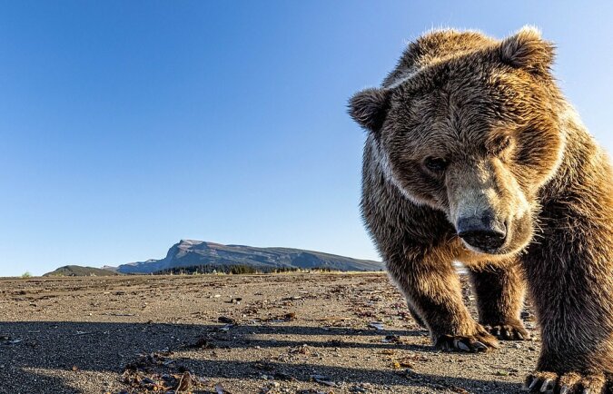 "Beobachtung der Tierwelt": Der Fotograf leitete eine Expedition zur Erforschung von Grizzlybären