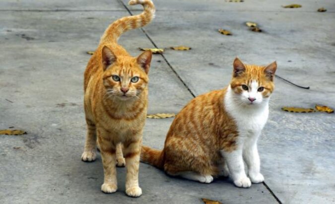 Ein Mann baut Häuschen für obdachlose Katzen aus