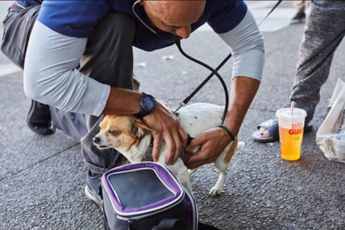 Ein guter Tierarzt läuft durch die Straßen und behandelt obdachlose Haustiere