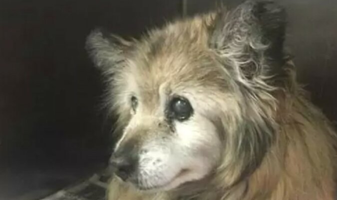 Ein 18-jähriger Hund wurde in das Tierheim gebracht: Der Besitzer sagte, das Tier sei schwer krank, aber die Freiwilligen retteten den Hund
