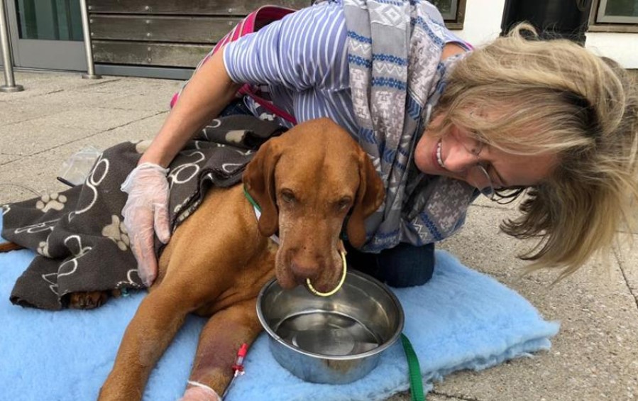 So verlor sie Hund, der ihre Kuchen gefressen hat, &quot;sie dürfen diesen