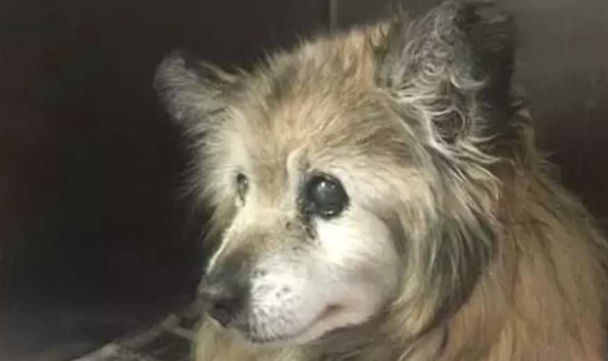 Ein 18jähriger Hund wurde in das Tierheim gebracht Der Besitzer sagte