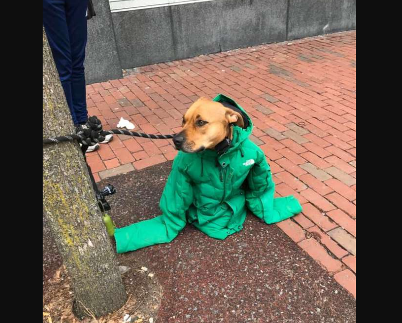 Die Frau gab dem Hund ihre Jacke, damit er nicht friert Neueste