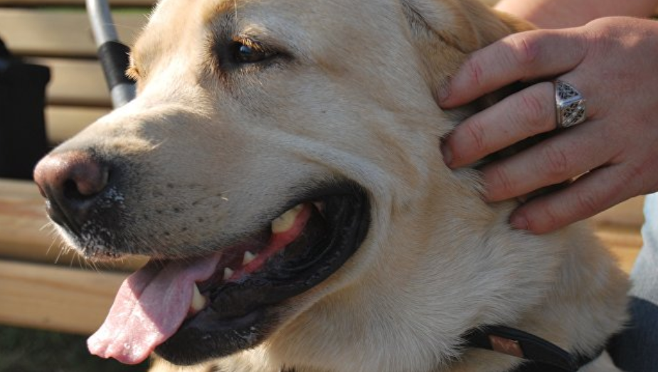 Ein speziell ausgebildeter Hund bat um Hilfe für seine Besitzerin, aber