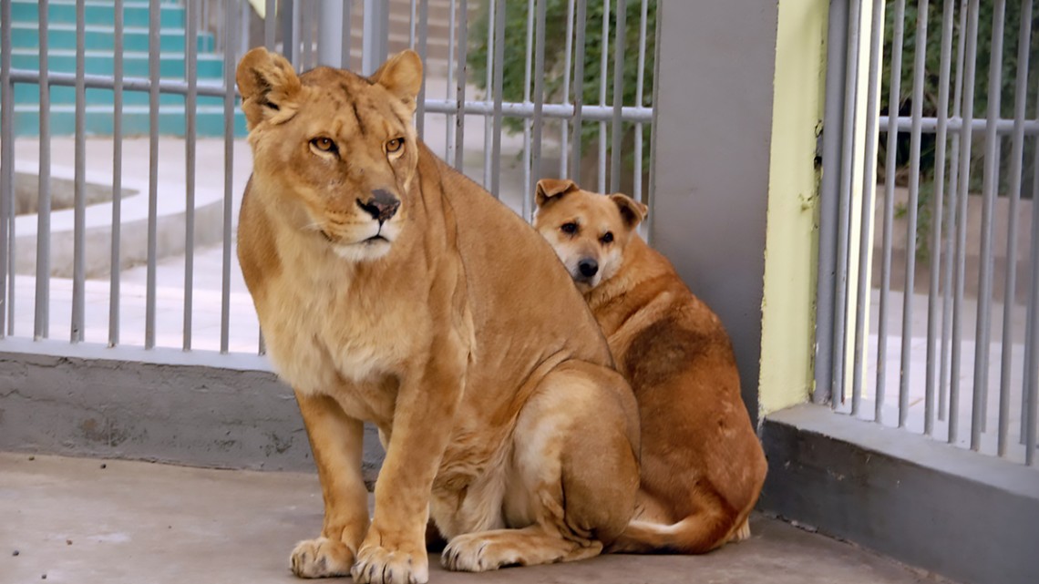 &quot;Katzen gegen Hunde&quot; Ein furchtloser Hund hat es geschafft, eine