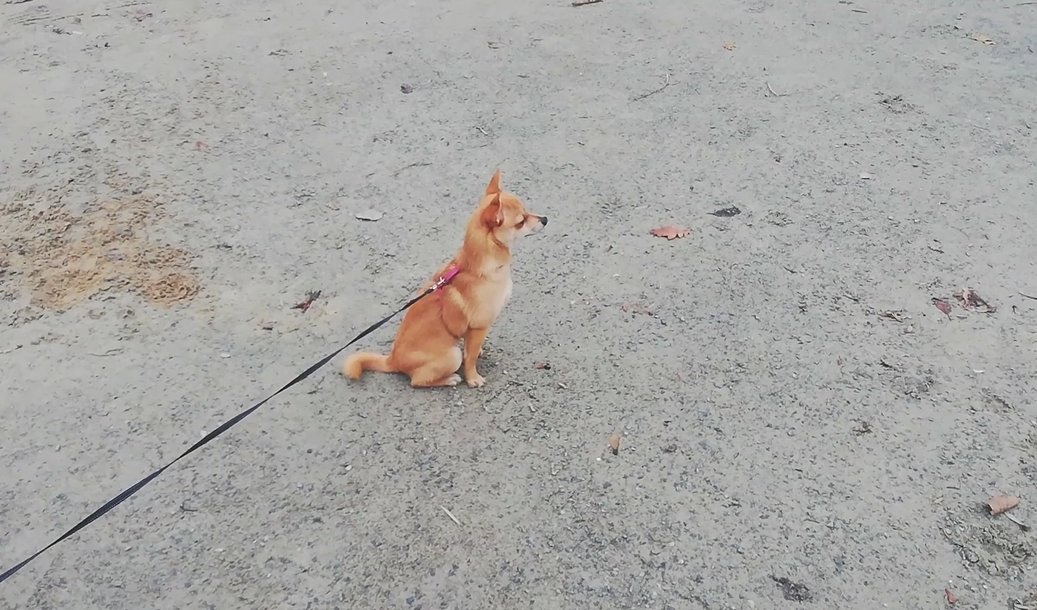 Ein Hund läuft jeden Tag drei Kilometer, um einen Freund zu besuchen
