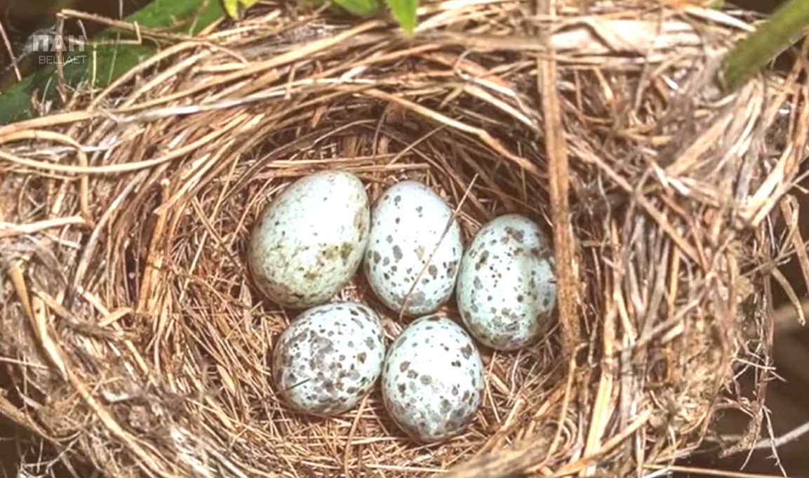 Яйца кукушки фото. Гнездо кукушки. Яйца кукушки. Гнездо птиц с яйцами кукушки. Пеночка яйца и гнездо.